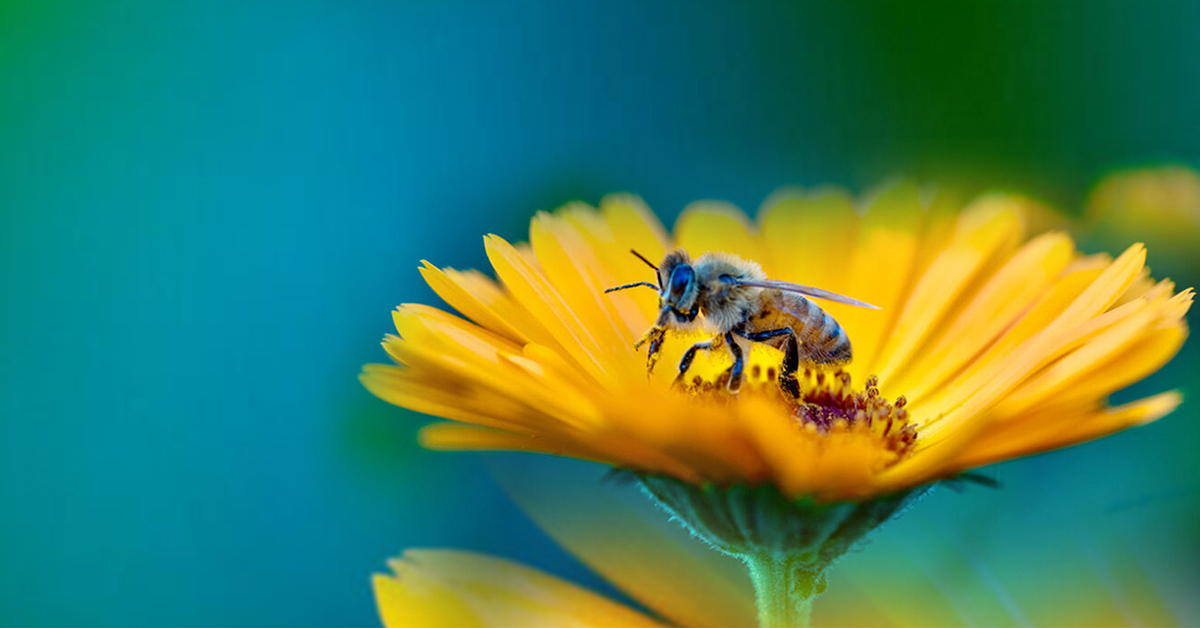 Bees and Climate Change 