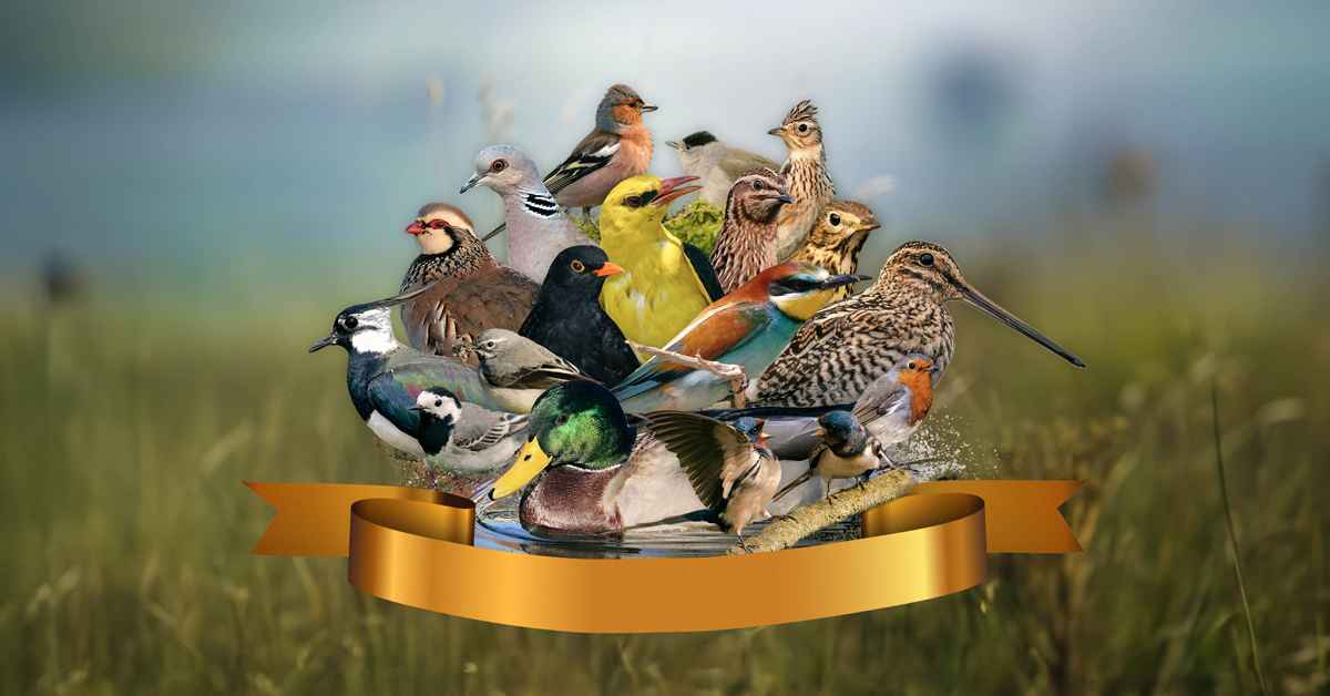 Protégeons nos oiseaux 