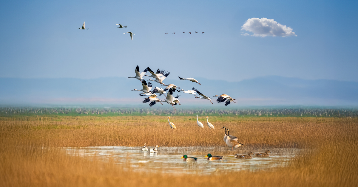 Journée internationale des oiseaux : Des ailes pour voler, pas pour tomber